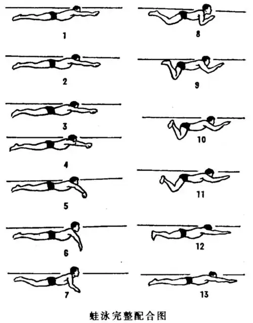 credit:《游泳大辞典》 人民体育出版社标准化的科学训练长期以来