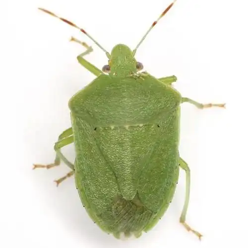 物种图册-稻绿蝽 -物种库