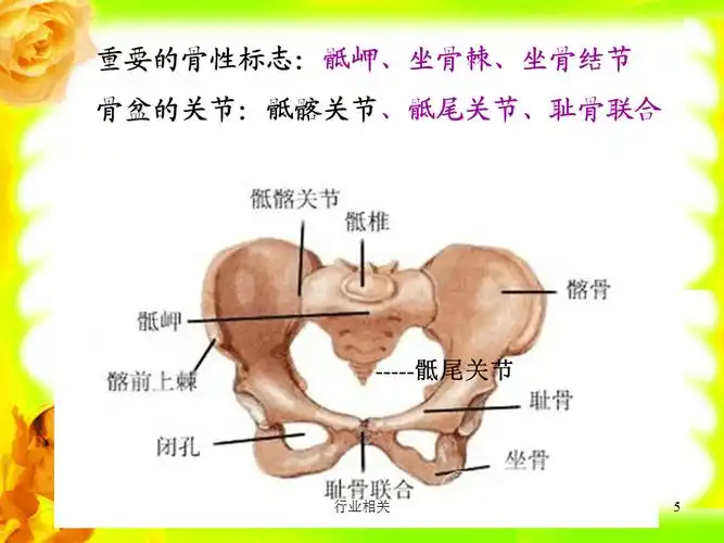 骨盆骨性标志一类严选