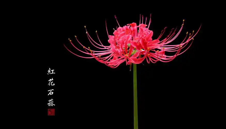 彼岸花: 开一千年, 落一千年,美醉了!