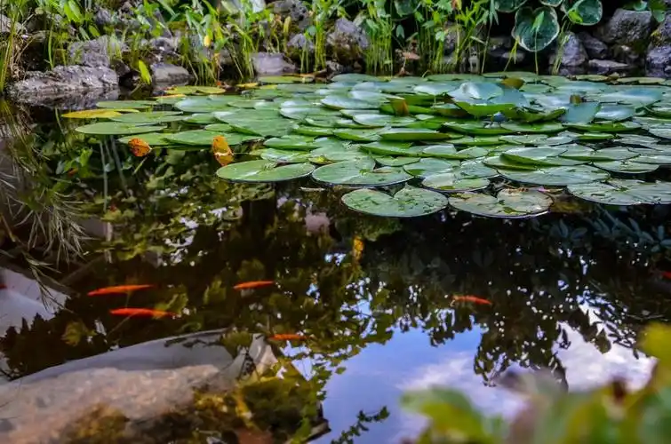 儿子喜欢小金鱼,但刚开始,很难,死了很多,后来池塘的自身生态平衡了