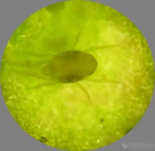 刚孵化的红蜘蛛幼虫