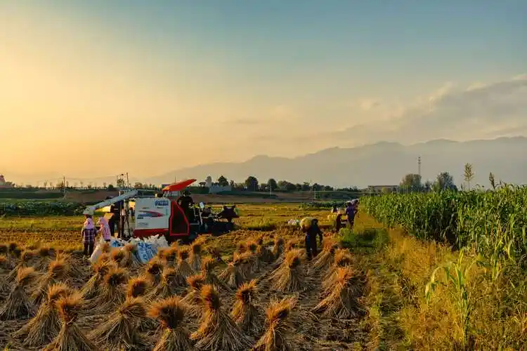 去秋天的田野里定格美好