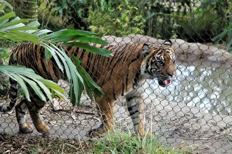 游圣地亚哥(一)野生动物园