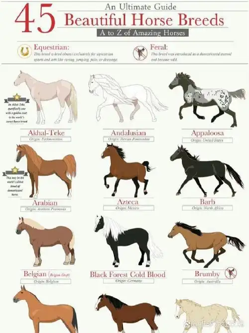 马百科 | 45种漂亮的马品种