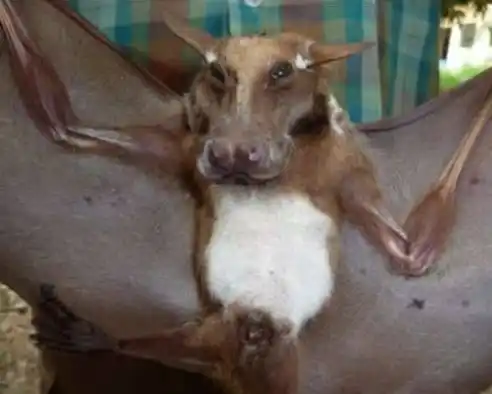 男子在非洲发现一只头部长得像狗的蝙蝠,专家道出原因网友不淡定