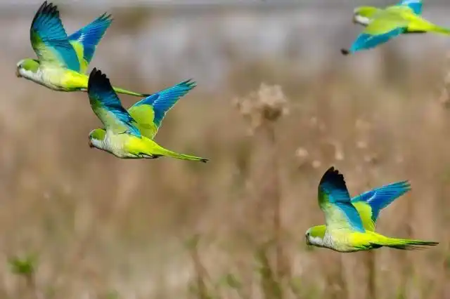 鹦鹉的社交世界是什么样子的?