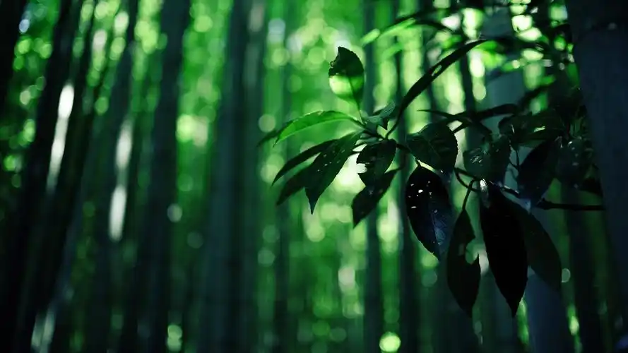 绿色竹子桌面_风景壁纸_墨鱼部落格