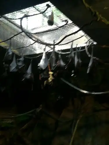 冬令营day 6 长隆动物园