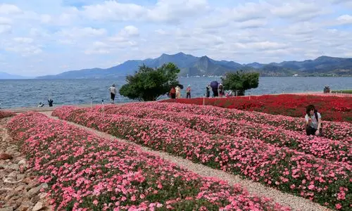 抚仙湖边上的美花海及双胞胎
