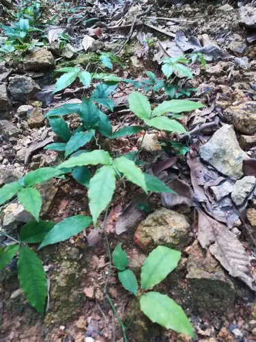 三叶青,可治疗癌症,且无毒副作用.