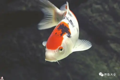 锦鲤鱼怎么养才有灵性