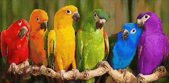 564_279gif 动态图 动图