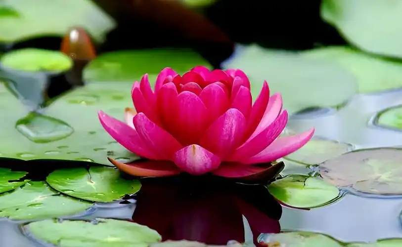 世界最美最美的花图片大全,最名贵的花排名第一(附2023年最新排行榜前