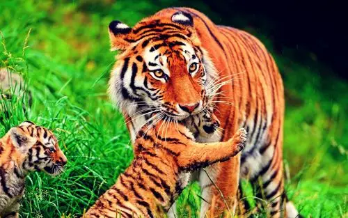 高清老虎壁纸1920x1200分辨率查看