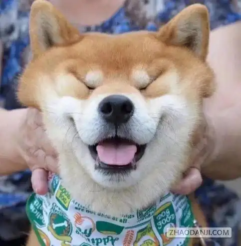 狗头表情包斗图专用 - zx图片网,一个充满欢乐的表情包图片乐园