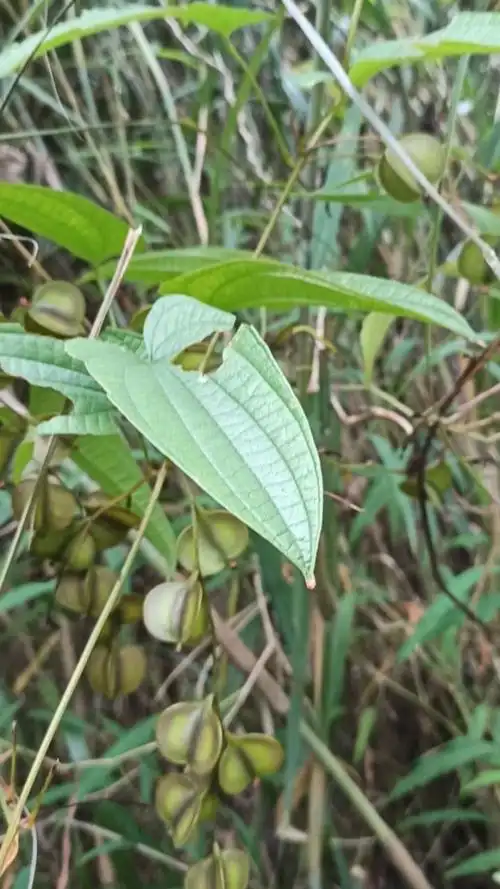 小時候吃過最最好吃的山葯,是父親辛辛苦苦上山去挖的野生淮山!