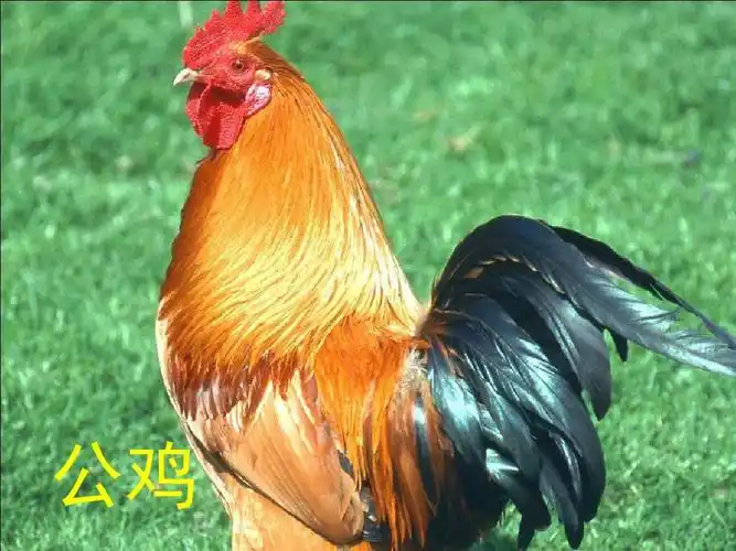 幼儿识物-----动物图片大全(一)ppt