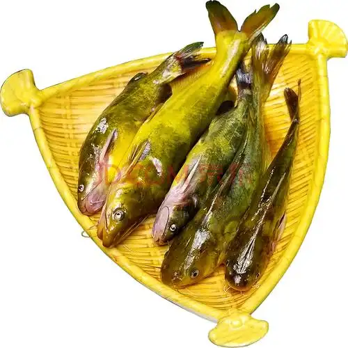 湖捕昂刺鱼小河鱼淡水鱼新鲜黄辣丁鱼鲜活黄颡鱼嘎鱼黄骨鱼 1斤