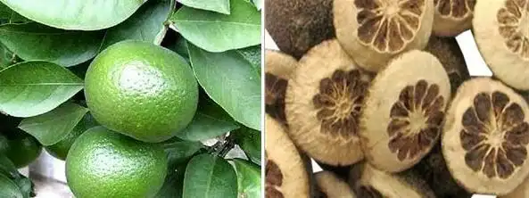 常年原产地季节性大量供应正品鲜枳壳(个青),枳壳,枳实