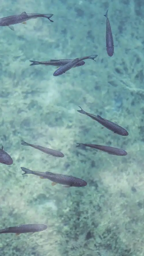 鱼儿在水中畅快的游着,高清图片,手机壁纸