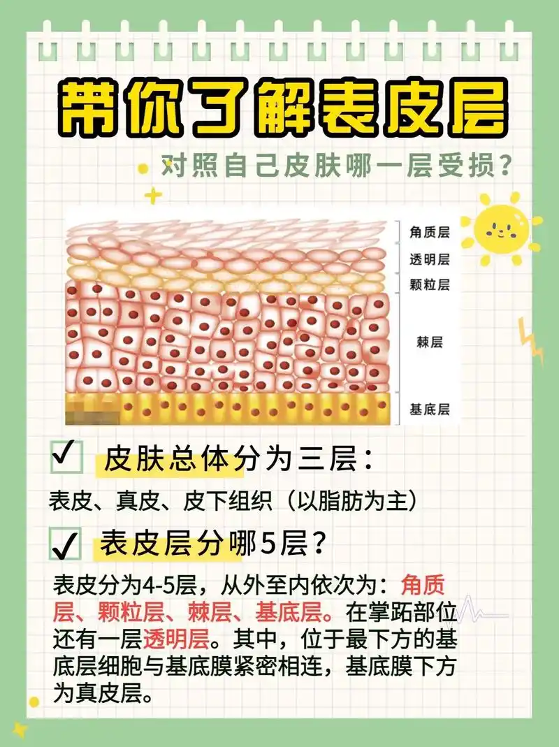表皮5层次,来看看你皮肤哪一层受损?来看看你皮肤哪一层受损? - 抖音