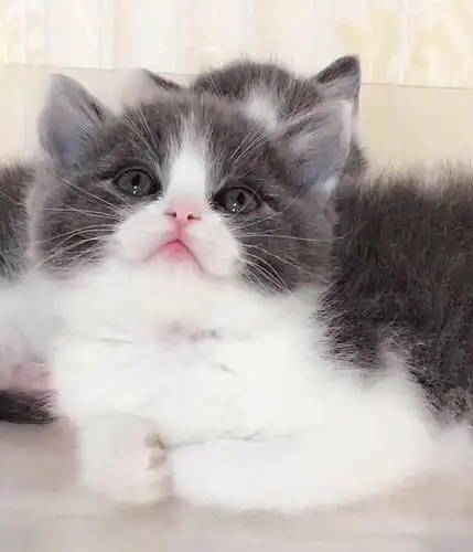 渐层蓝白蓝猫波斯猫