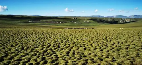 美仁草原高山草甸