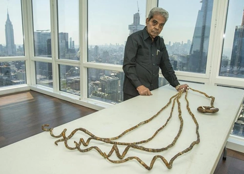 奇尔阿的单指指甲最长达197.8厘米(网络图片)