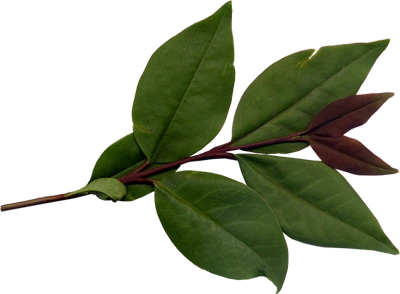 【ps素材】png免抠图素材~绿意正浓(转)