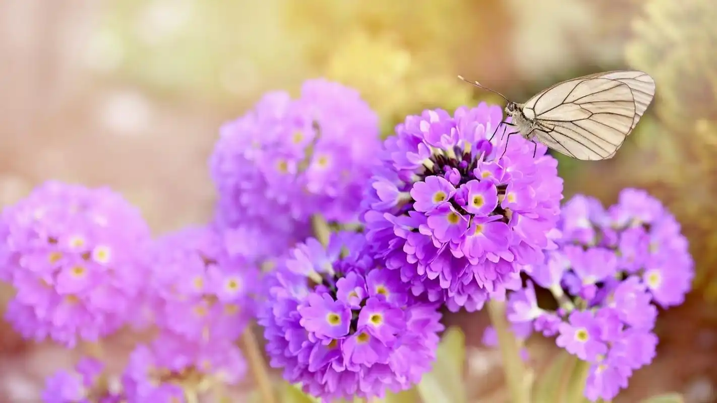 壁纸 粉红色的花朵,蝴蝶,春天 1920x1200 hd 高清壁纸, 图片, 照片