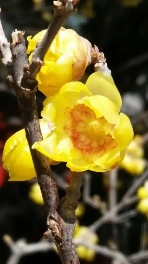 古刹腊梅馨香迎游客