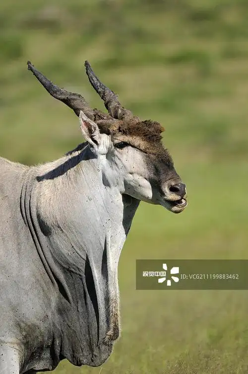 南非东开普省普通大羚羊(牛角羚),成年雄性,有垂肉图片素材
