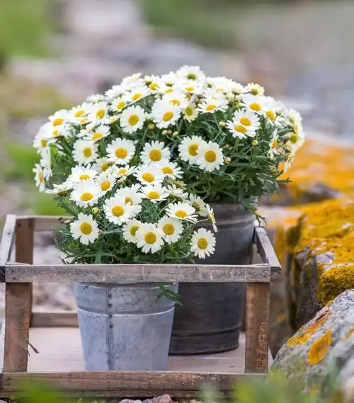 玛格丽特爆花竟然有这么容易