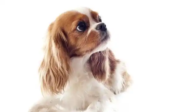 狗狗怀孕几个月生小狗,铲屎官注意以下几点_进行_时候_三个阶段