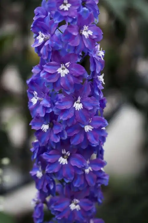 开成大花柱的大花飞燕草