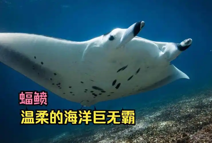 温柔的巨无霸魔鬼鱼,蝠鲼!它的粪很受欢迎