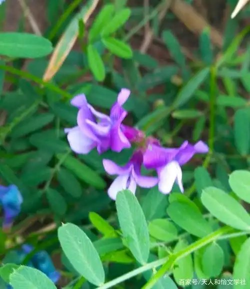 大花野豌豆之花