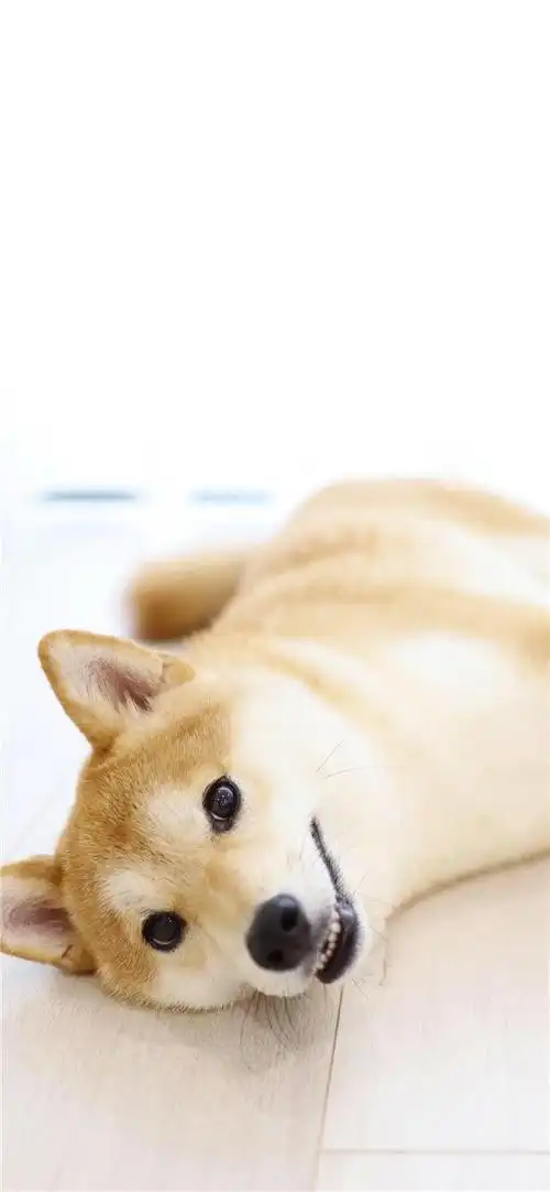 呆萌可爱小狗高清