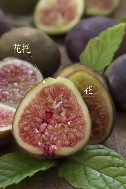 雪莲果图片,这13种水果因为名字被误解(雪莲果图片叶子图片)