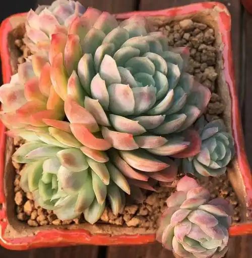 日本冰梅 进口多肉植物冰莓10cm多头群生状态超美一物一拍满包邮