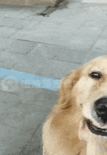 金毛被人砍断手脚丢到烂泥地里见到陌生人依然努力微笑