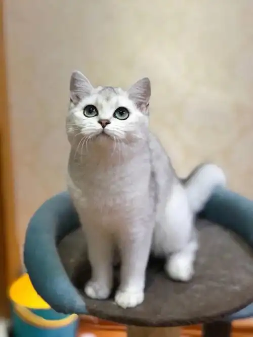 台州温岭欢迎上门看猫#我的萌宠  #猫  #吸猫  #银渐层  #英短银渐层