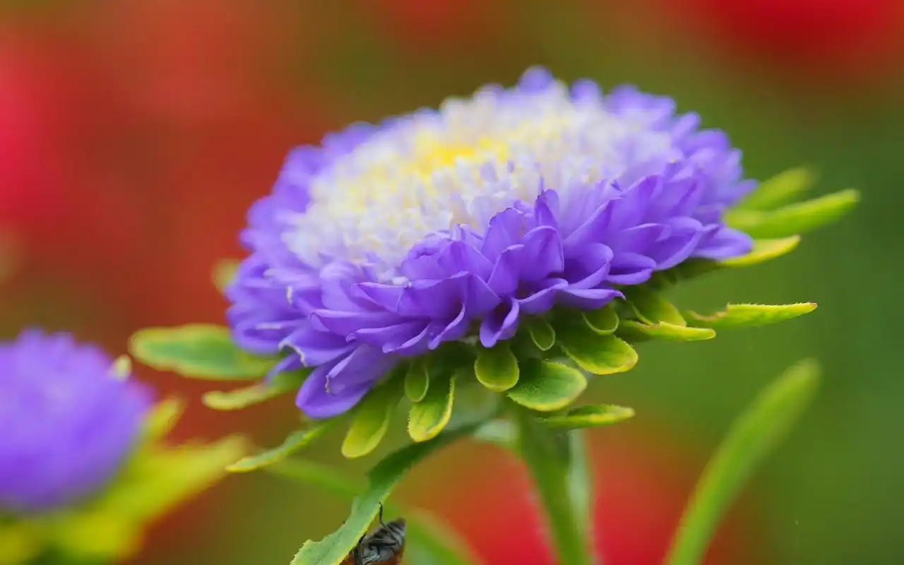 紫色唯美花卉植物高清图片桌面壁纸