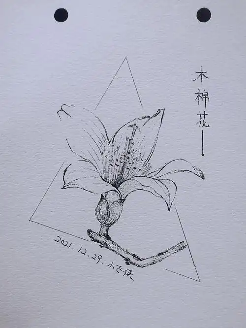 线描花卉写生木棉花3100