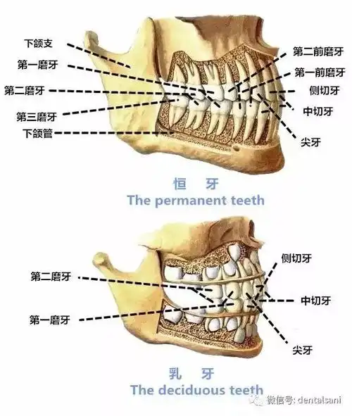 牙医干货值得收藏的口腔解剖图和牙齿记忆口诀