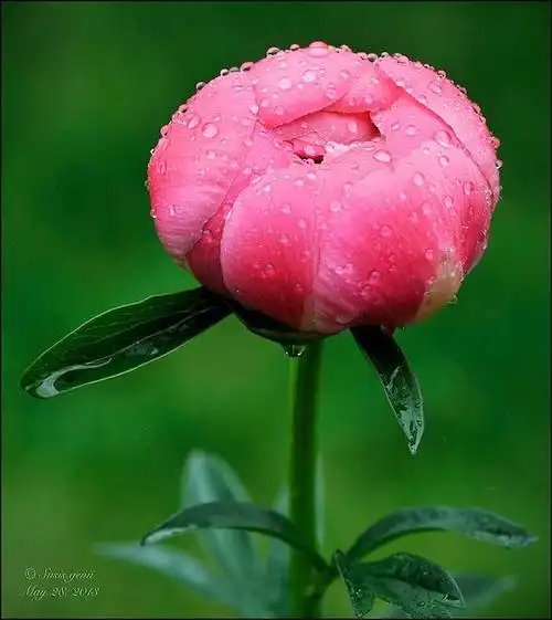 含苞待放的牡丹