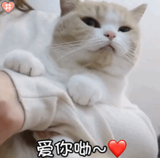 猫咪表情包动图是可爱的蜜桃哦