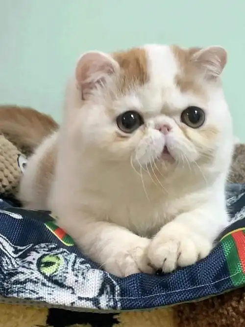 我家宠物好可爱  #加菲猫  #异国短毛猫  #家有加菲猫  价不高哦