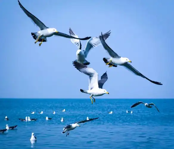 huawei手机摄影海鸥特写